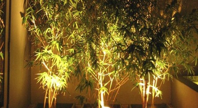 Lampu Sorot Pohon Untuk Taman dan Rumah Pohon
